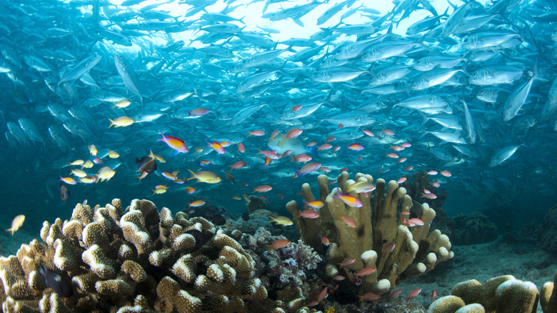 Fish in waters of Sipadan island