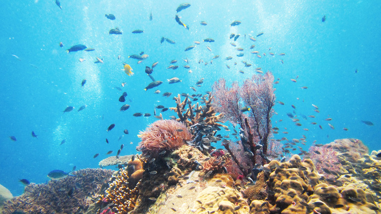 Coral around Tioman Island, Malaysia