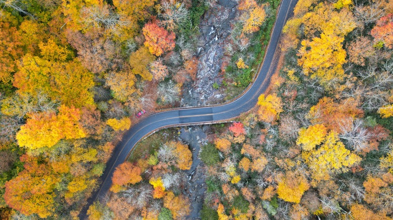 winding road fall foliage Asheville