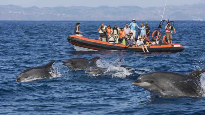 Boat of tourists looks at dolphins in the Azores