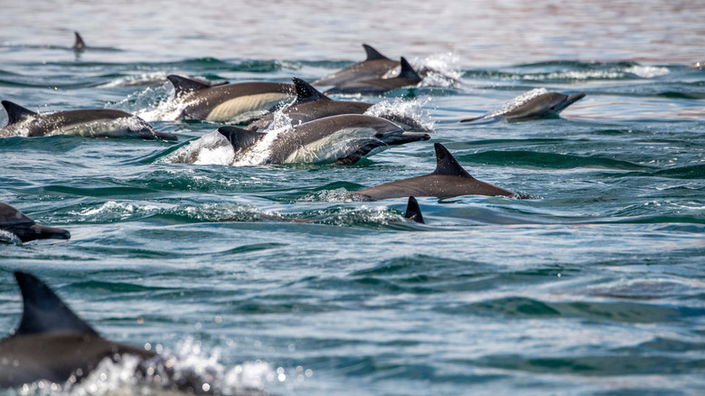 Dolphins in Baja California