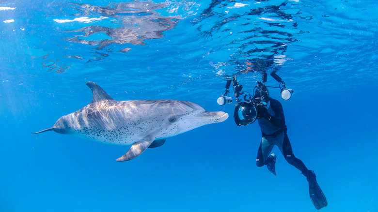 Swimming with dolphin in Bimini