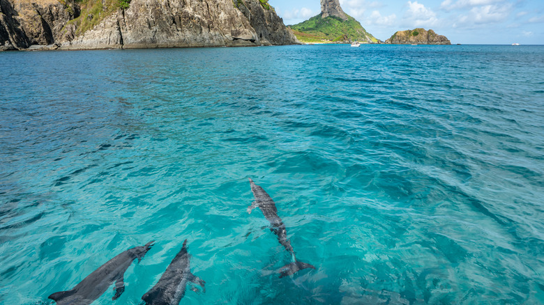 Dolphins in Fernando do Noronha