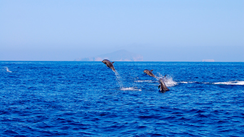 Dolphins in the water off the Galápagos Islands