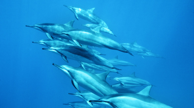 Spinner dolphins in Hawaii