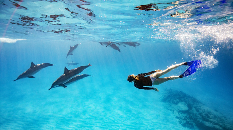 Human swimming with dolphins