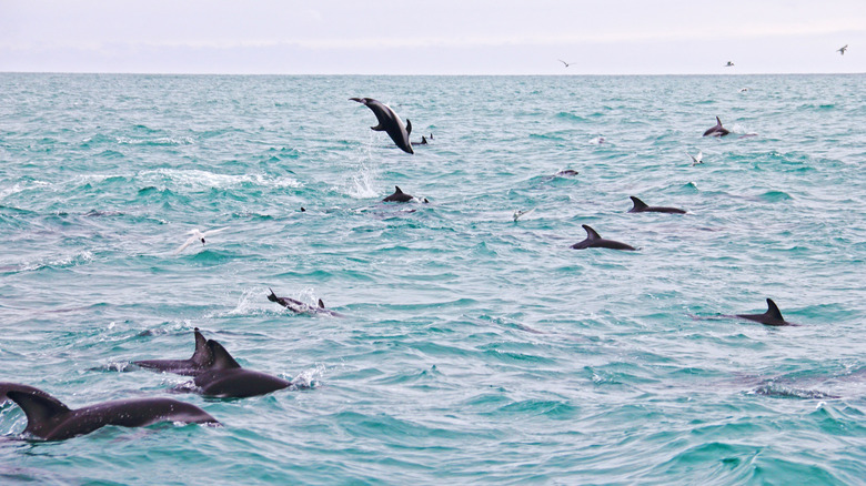 Dolphins in Kaikoura, New Zealand