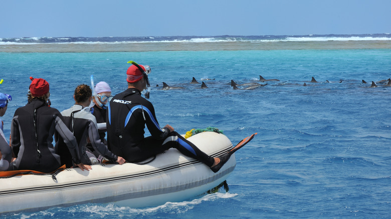 Snorkelers watch dolphins in Marsa Alam