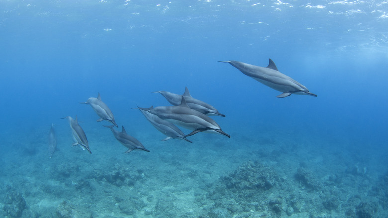 Spinner dolphins in Mauritius