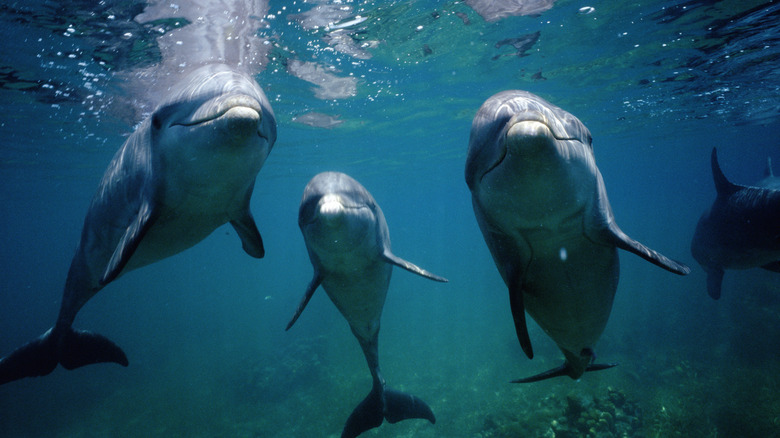 Dolphins in the sea