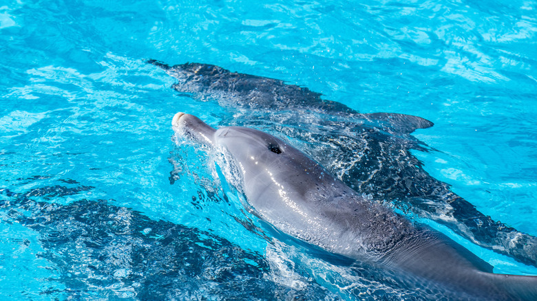 Dolphins on Ningaloo Reef