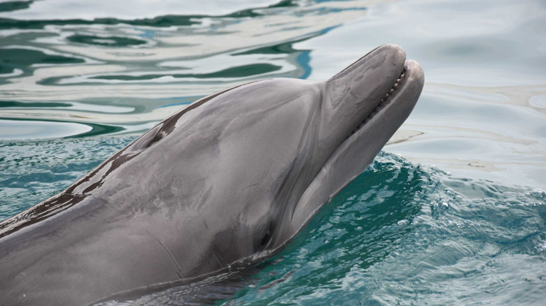 Dolphin in Panama City Beach