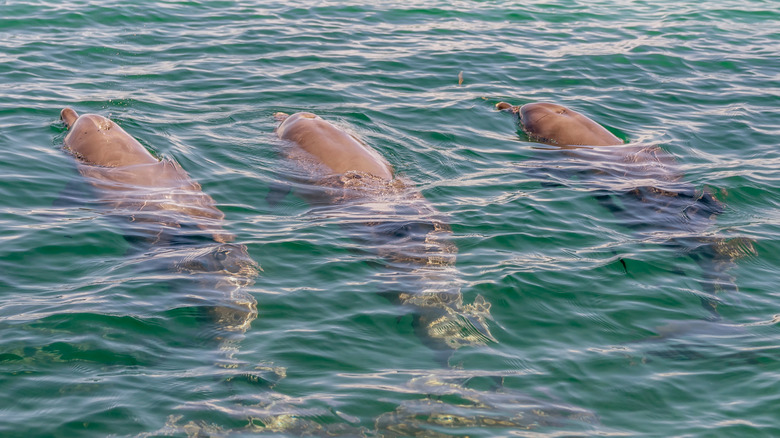 Dolphins at Rockingham, Western Australia