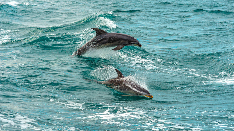 Dolphins at Port Phillip Bay