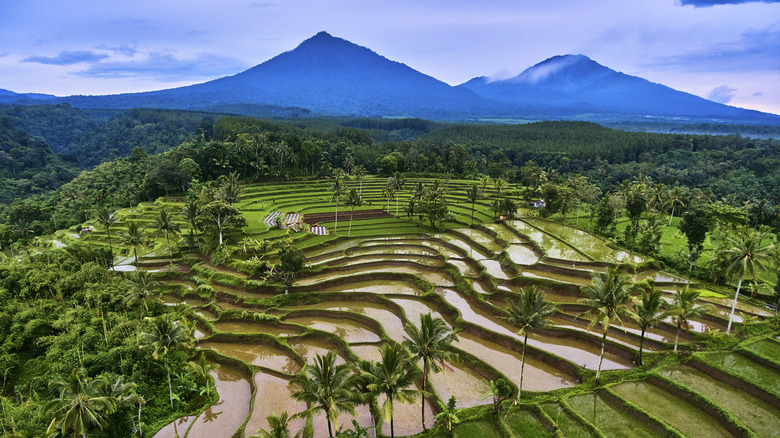 rice fields in Java