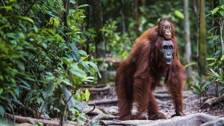 Tanjung Puting National Park orangutans