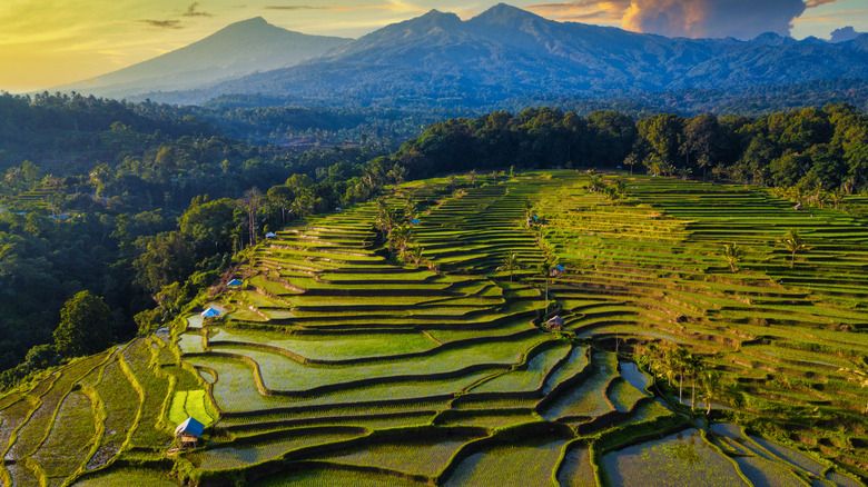 rice fields in Lombok