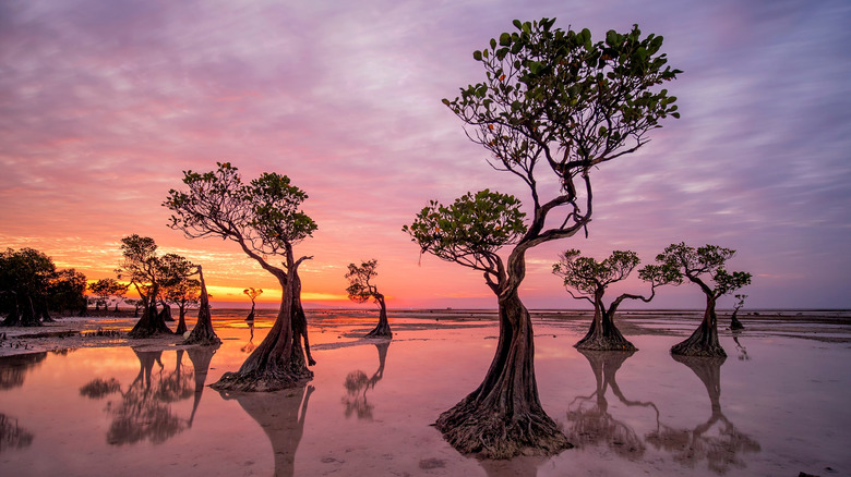 Sumba beach at sunset