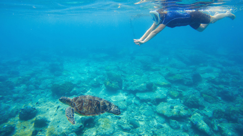 Snorkeler and Turtle, Apo Island