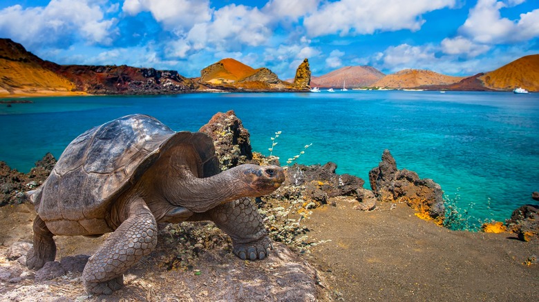 A turtle in Galápagos Islands
