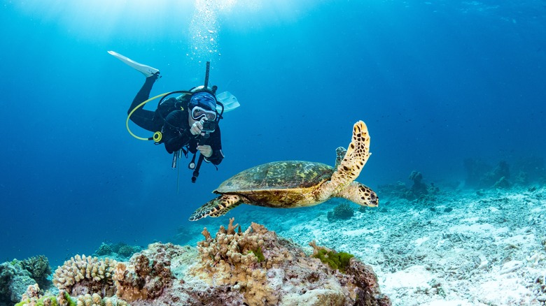 Scuba diver photographs a turtle