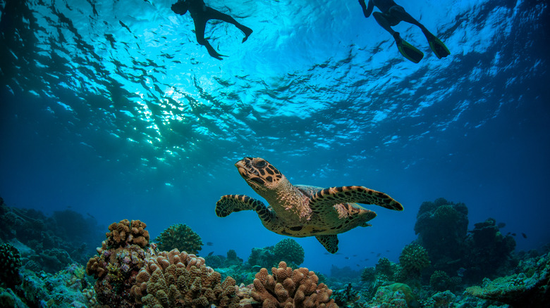 Turtle and divers in Seychelles