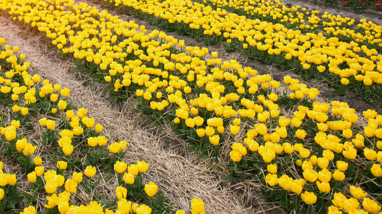 Tulip field in the Netherlands