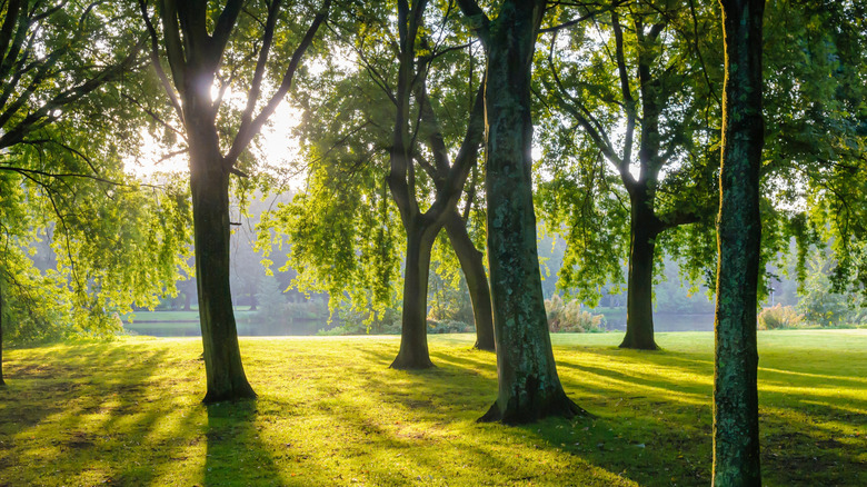 Dawn at Amsterdam's Rembrandtpark