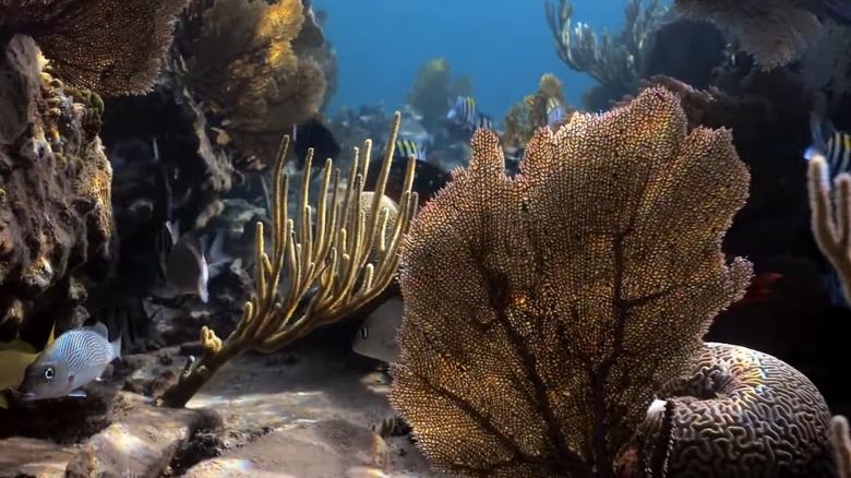 Coral at Andros Barrier Reef