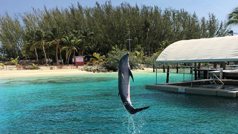 Dolphin at Salt Cay, Bahamas