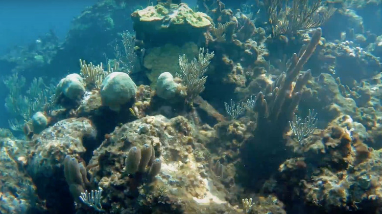 Coral at Fowl Cays National Park