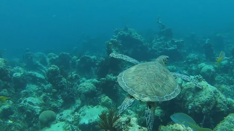 turtle swimming Goulding Cay Reef