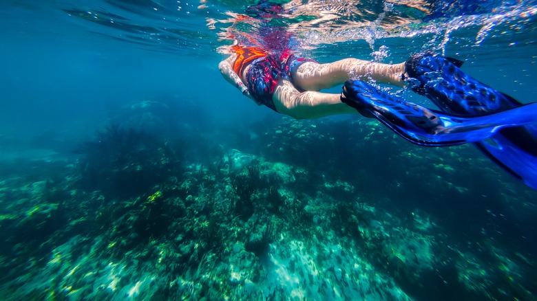 snorkeling in the Bahamas