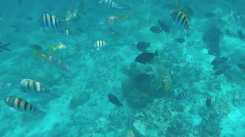 Fish at Rainbow Reef, Bahamas