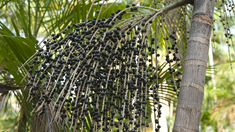Açaí berry in the Amazon
