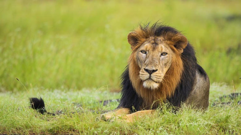 Asiatic lion in west India