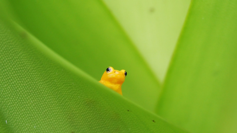 Guyana's golden rocket frog