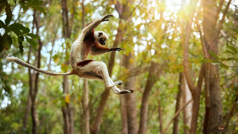 Sifaka lemur in Madagascar