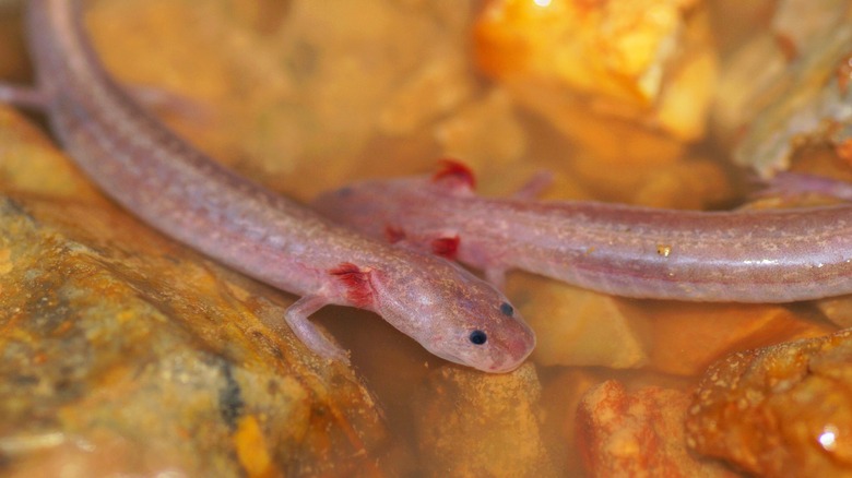 Pair of Texas blinder salamander