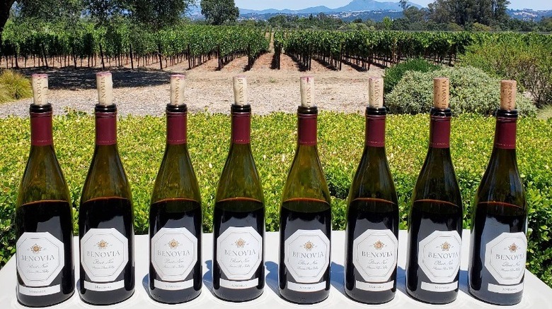 Bottles of wine with vineyard in background