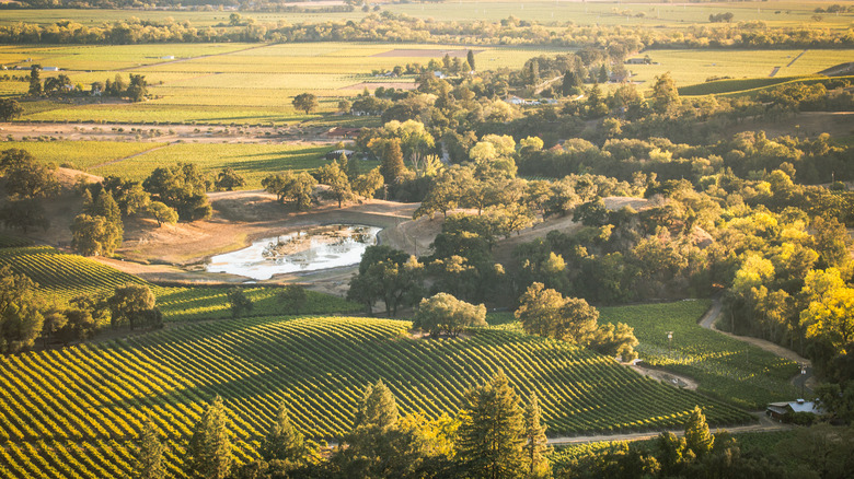 The vineyard at Garden Creek Ranch