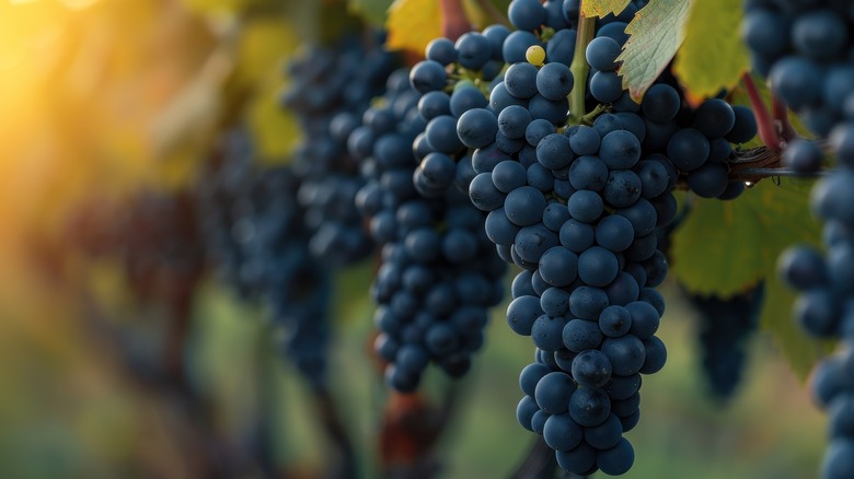 Close up of grapes in a vineyard