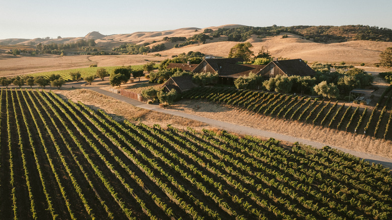 Vineyard and winery at Ram's Gate