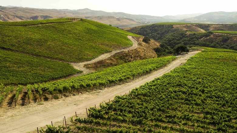 Bent Rock vineyard at The Hilt Estate