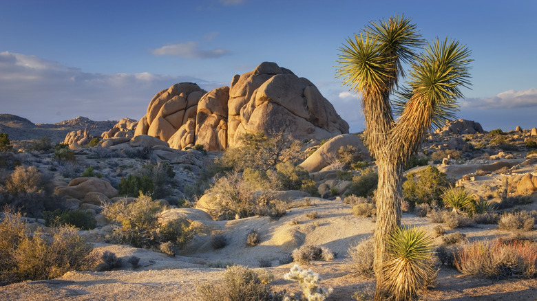 Joshua Tree park