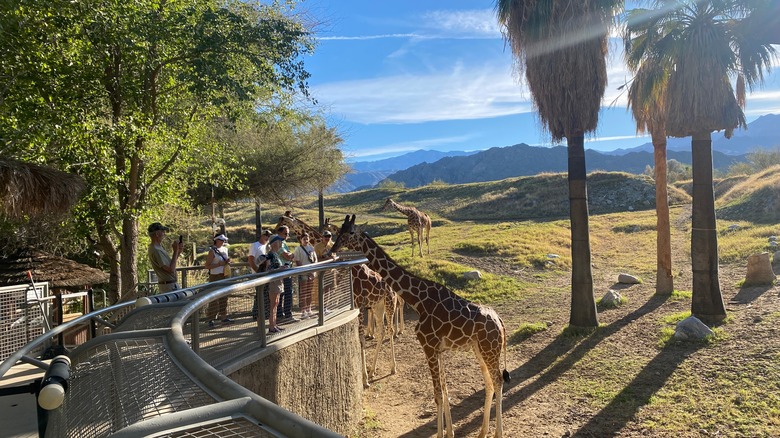 giraffes at Living Desert Zoo