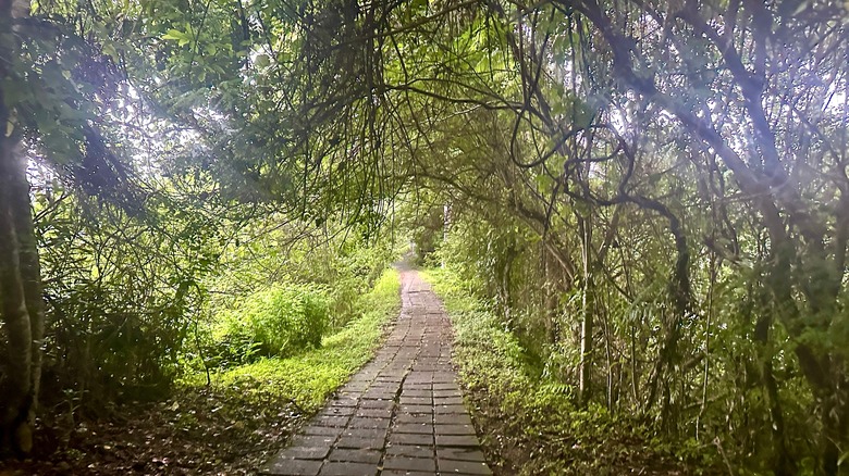 Bali countryside in rainy season