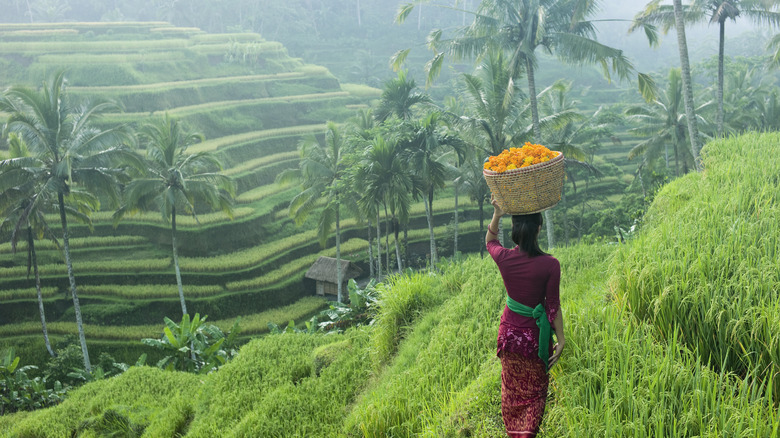 Rice paddies near Ubud, Bali