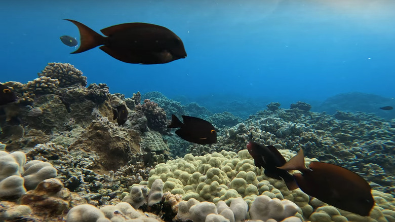Fish at Molokai's Fringing Reef