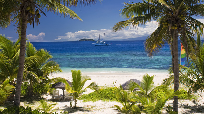 palm trees and distant boat